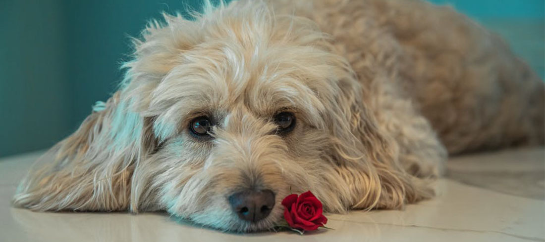 Tjedni Horoskop: 10.02. – 16.02.