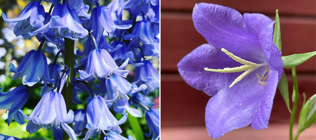 Što simbolizira cvijet zvončića?