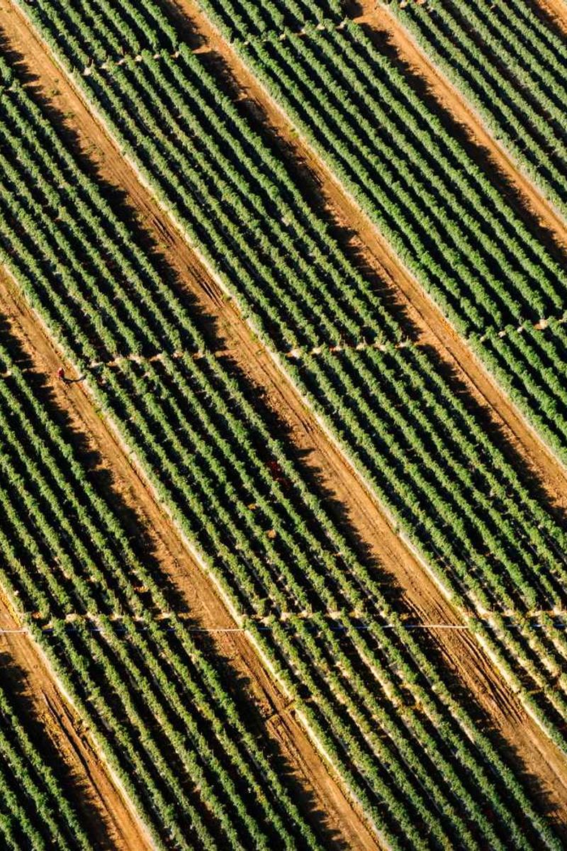 The endless green layers lorem ipsum