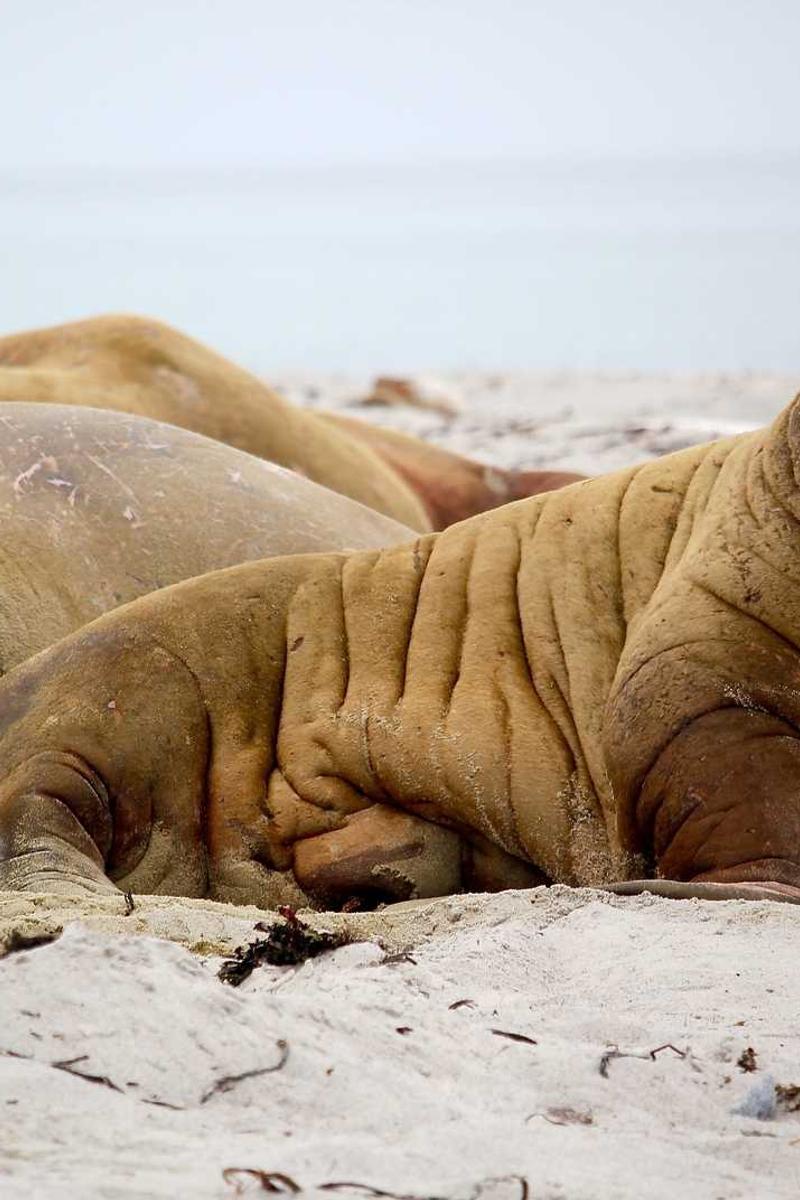 Recepti koje obožava cijela obitelj: od doručka do deserta #481